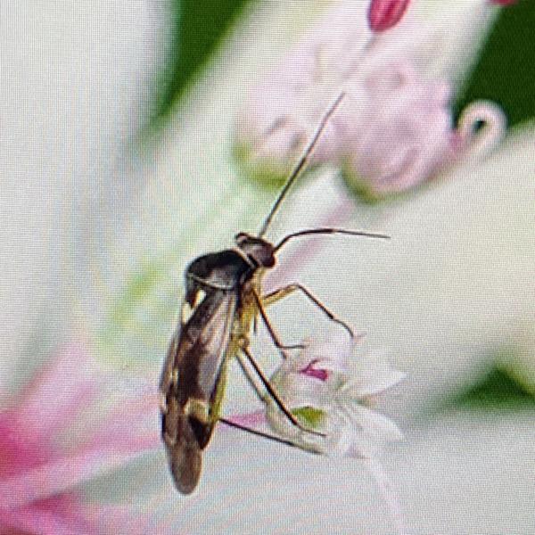 Variabele dwergschaduwwants (Orthops basalis)
